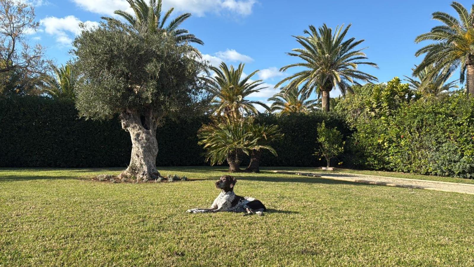 La Calma Espectacular Villa Con Jardin Y Piscina En Menorca 살가르 외부 사진
